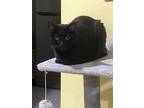 Adopt Baxter a All Black American Shorthair / Mixed (short coat) cat in