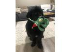 Adopt Harvey a Black Newfoundland / Mixed dog in Rapid City, SD (41449103)
