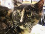 Adopt Bee a All Black Domestic Shorthair / Mixed cat in Newport, KY (41149690)