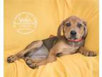 Adopt Samba a Brown/Chocolate Coonhound / Mixed dog in Newport, KY (41334481)