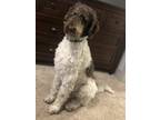 Adopt Franklin a White - with Brown or Chocolate Labradoodle / Mixed dog in Wake
