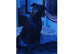 Adopt Bailey a Black Labrador Retriever / Mixed dog in Kingwood, TX (41213273)