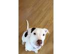 Adopt Allie Mae a White - with Brown or Chocolate American Pit Bull Terrier /