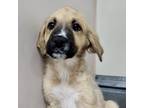 Adopt Lala a Tan/Yellow/Fawn Mixed Breed (Large) / Mixed dog in Austin
