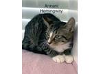 Adopt Armani Hemingway - Center a Brown Tabby Domestic Shorthair / Mixed (short