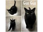 Adopt Gus Gus a All Black Domestic Shorthair / Domestic Shorthair / Mixed cat in