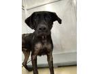 Adopt 55907367 a Black Labrador Retriever / Mixed dog in Fort Worth
