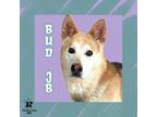 Adopt Bud 'JB' a Tan/Yellow/Fawn Mixed Breed (Large) / Mixed dog in Ashtabula