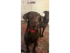 Adopt Koda a Brown/Chocolate Labrador Retriever / Mixed dog in Corpus Christi