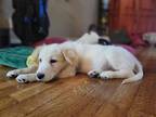 Adopt Tot HTX a White Great Pyrenees / Golden Retriever dog in Statewide