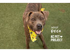 Adopt Esco a Brown/Chocolate American Pit Bull Terrier / Mixed Breed (Medium) /