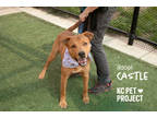 Adopt Castle a Brown/Chocolate Mixed Breed (Large) / Mixed dog in Kansas City