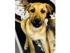 Adopt Kennedy a Tan/Yellow/Fawn Mixed Breed (Small) / Mixed Breed (Medium) /