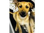 Adopt Kennedy a Tan/Yellow/Fawn Mixed Breed (Large) / Mixed dog in Appleton