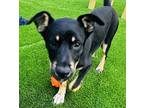 Adopt Reagen a Black Mixed Breed (Large) / Mixed dog in Appleton, WI (41287217)