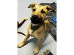 Adopt Jackie a Tan/Yellow/Fawn Mixed Breed (Large) / Mixed dog in Appleton