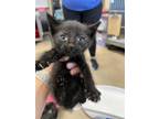 Adopt 55904019 a All Black Domestic Shorthair / Mixed cat in Mesquite