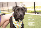 Adopt Koda a Black American Pit Bull Terrier / Mixed dog in Kansas City