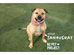 Adopt Tanqueray a Brown/Chocolate Mixed Breed (Large) / Mixed dog in Kansas