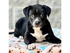 Adopt Lenny a Staffordshire Bull Terrier, Boxer