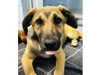 Adopt Michelle a Tan/Yellow/Fawn Mixed Breed (Large) / Mixed dog in Appleton