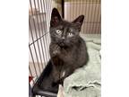 Adopt Katze a All Black Domestic Shorthair / Domestic Shorthair / Mixed cat in