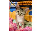 Adopt Meow a White Domestic Shorthair / Domestic Shorthair / Mixed cat in