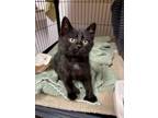 Adopt Gatto a All Black Domestic Shorthair / Domestic Shorthair / Mixed cat in