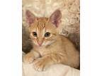 Adopt Male Stray a Orange or Red Tabby American Shorthair / Mixed (short coat)