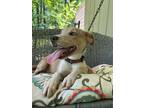 Adopt Luke Bryan a Tan/Yellow/Fawn - with White Whippet / Labrador Retriever /