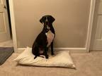 Adopt Oakley a Black - with White Hound (Unknown Type) / Mixed dog in Drexel