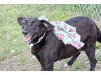 Adopt Sabrina a Black Labrador Retriever / Mixed dog in Uxbridge, MA (41449029)