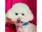 Adopt HAPPY a White Maltipoo / Mixed dog in Pasadena, CA (41449004)