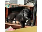 Adopt Dawson a Black Labrador Retriever