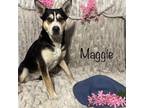 Adopt Maggie a Black - with White Mixed Breed (Medium) dog in Bellmawr