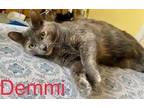 Adopt Demmi a Domestic Mediumhair / Mixed (short coat) cat in Valley Park