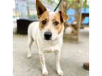 Adopt Paisley a Tan/Yellow/Fawn Australian Cattle Dog / Mixed dog in Oakland