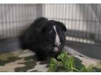 Adopt Lenny a Guinea Pig small animal in Oceanside, CA (41449059)