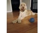 Adopt Oliver a Tan/Yellow/Fawn Labradoodle / Mixed dog in Oak Point