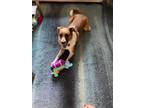 Adopt Elle a Brown/Chocolate - with White Australian Cattle Dog / Boxer / Mixed