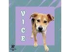 Adopt Vice a Tan/Yellow/Fawn Mixed Breed (Large) / Mixed dog in Ashtabula