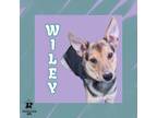Adopt Wiley a Brindle Mixed Breed (Medium) / Mixed Breed (Medium) / Mixed (short