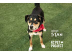 Adopt Titan a Black Mixed Breed (Large) / Mixed dog in Kansas City