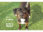 Adopt Virgo a Black Mixed Breed (Medium) / Mixed dog in Kansas City