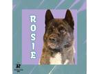 Adopt Rosie a Black Akita / Mixed Breed (Medium) / Mixed (short coat) dog in