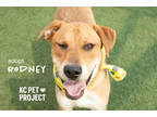 Adopt Rodney a Brown/Chocolate Mixed Breed (Small) / Mixed Breed (Medium) /