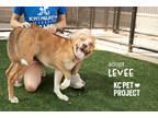 Adopt Levee a Tan/Yellow/Fawn Husky / Mixed dog in Kansas City, MO (41439017)