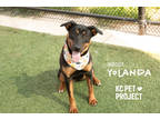 Adopt Yolonda a Black Mixed Breed (Large) / Mixed dog in Kansas City