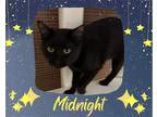 Adopt Midnight a Black (Mostly) Domestic Shorthair / Mixed cat in Hamilton