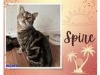 Adopt Spire a Brown Tabby Domestic Shorthair / Mixed cat in Hamilton